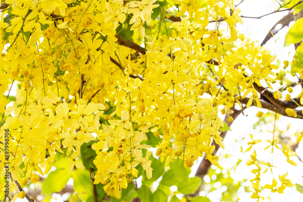 Obraz premium Soft Golden shower flower tree is bloom. Flowering plant in family Fabaceae. Golden yellow color petals flower. Golden shower flower is popular ornamental plant and in herbal medicine.