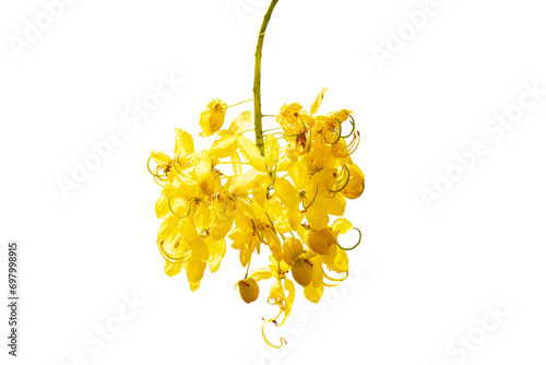 Soft Golden shower flower tree is bloom isolated on cut out PNG Flowering plant in family Fabaceae. Golden yellow color petals flower. Golden shower flower is popular ornamental plant.