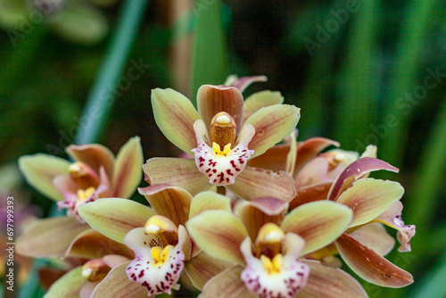 Cymbidium devonianum Paxton Orchid photo