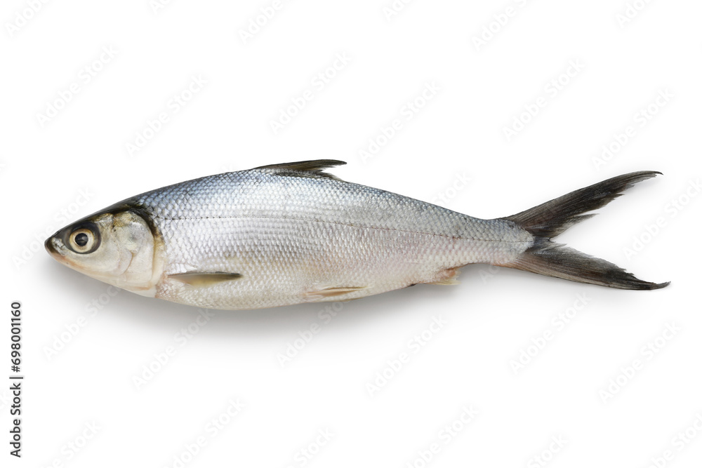 Milkfish is an important seafood in Southeast Asia as it is easily farmed. Milkfish is an important seafood in Southeast Asia as it is easily farmed.