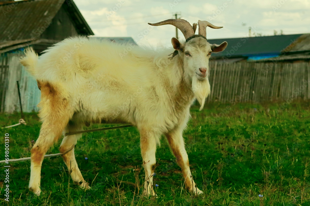 Goats.- A herd of goats, bearded goats grazing in a green meadow. they are grazing the grass. young goats with horns, a collective farm herd. Close-up. wildlife. The concept of animal husbandry on the Goats.- A herd of goats, bearded goats grazing in a green meadow. they are grazing the grass. young goats with horns, a collective farm herd. Close-up. wildlife. The concept of animal husbandry on the