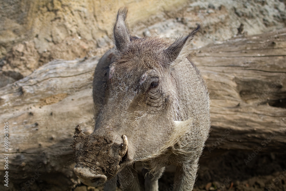Warthog. Phacochoerus africanus. Warthog mammal similar to a pig