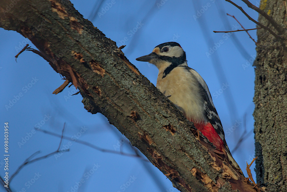 The Great Spotted Woodpecker is sitting on a thick branch and looking for food. City birds. Wildlife in nature. Colorful background and nice soft light. Bright sunny day. Kyiv, Ukraine. The Great Spotted Woodpecker is sitting on a thick branch and looking for food. City birds. Wildlife in nature. Colorful background and nice soft light. Bright sunny day. Kyiv, Ukraine.