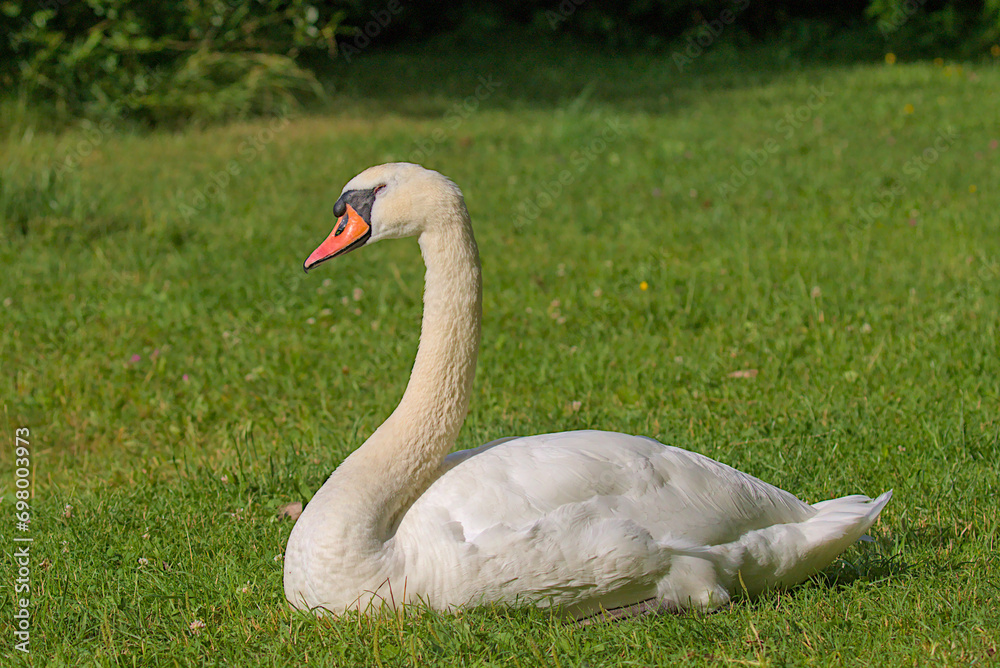 A bright beautiful white swan is located on a green meadow. Romantic portrait of a swan. Close-up. Sunny day. A bright beautiful white swan is located on a green meadow. Romantic portrait of a swan. Close-up. Sunny day.