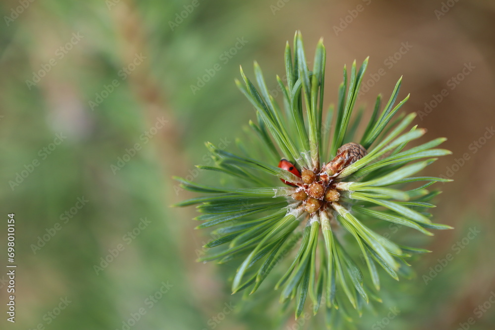A small conifer tree. Top down photo of the tops of an evergreen tree A small conifer tree. Top down photo of the tops of an evergreen tree