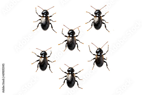 Picture watercolor Several black insects or ants arranged in row, pattern on isolated on cut out PNG or transparent background. Realistic animal clipart template pattern. Ants marching, working. © Lucky