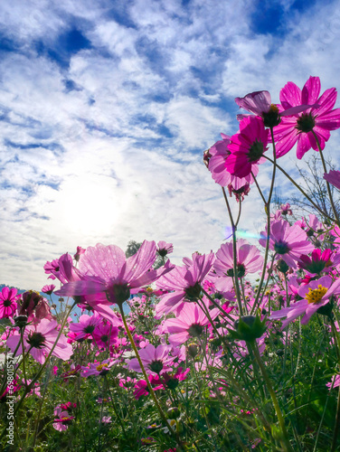 Bottom up view of pink cosmos flower in morning with sun and blue sky