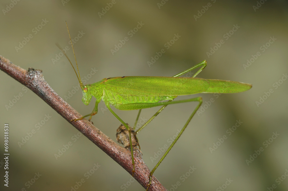 Closeup on an emerald green European sickle-bearing bush-cricket , Phaneroptera falcata Closeup on an emerald green European sickle-bearing bush-cricket , Phaneroptera falcata