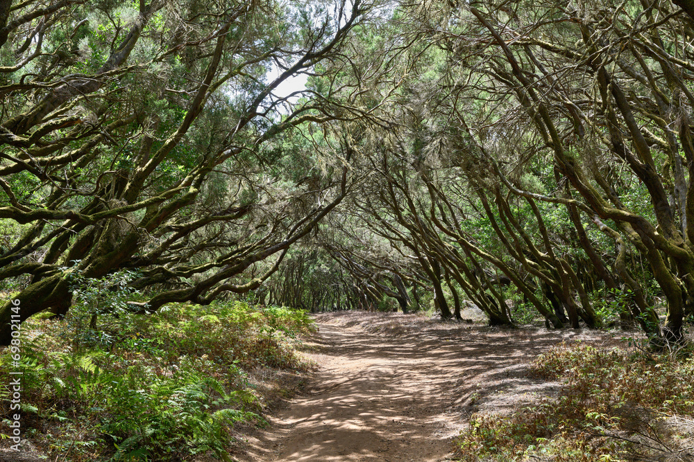 La Gomera Loorberwald Garajonay Nacional Park La Gomera Loorberwald Garajonay Nacional Park