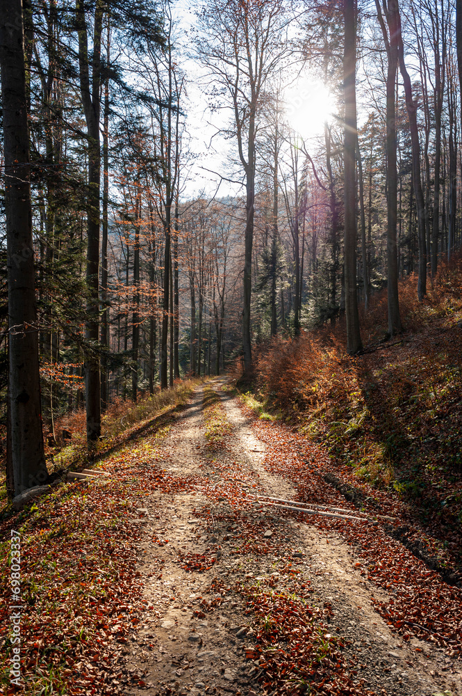 Obraz premium Beskid Sądecki, Łabowska Hala