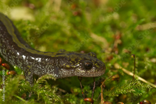 Closeup on an adult male longtoed salamander, Ambystoma macrodactylum from Mid - Oregon, USA