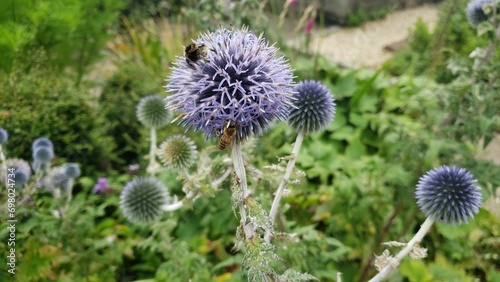 Bees and flowers at park