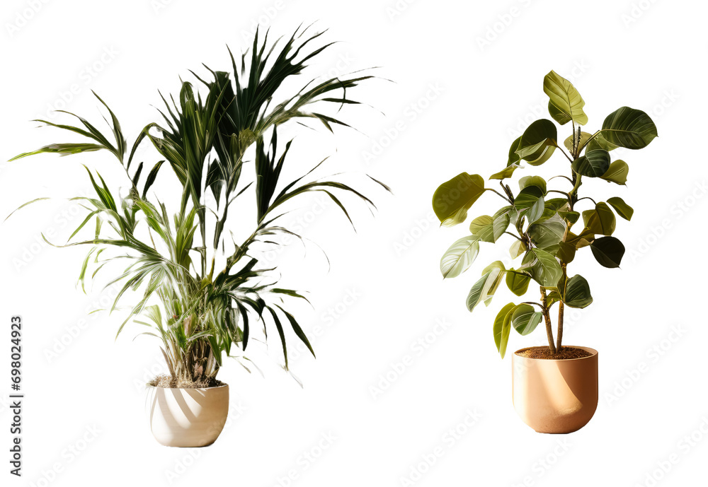 Two lush Majesty palms add a touch of the tropics to any living room, bedroom, or office. Two lush Majesty palms add a touch of the tropics to any living room, bedroom, or office.