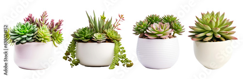 Set of PNG images Easy-Care Succulents in Chic White Pots, Perfect for Busy Lifestyles photo