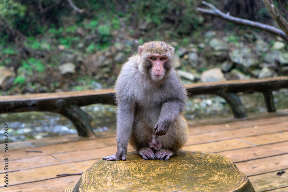 A lone golden-haired monkey sits on the ground in the peaceful surroundings of Wudang Mountains in Hubei, China.
