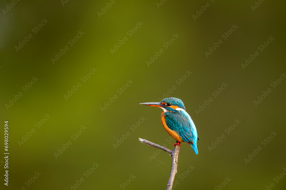 wild male common kingfisher or Alcedo atthis is a small colorful bird closeup or portrait perched in natural green background at keoladeo national park or bharatpur bird sanctuary rajasthan india asia wild male common kingfisher or Alcedo atthis is a small colorful bird closeup or portrait perched in natural green background at keoladeo national park or bharatpur bird sanctuary rajasthan india asia