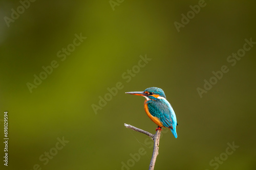 wild male common kingfisher or Alcedo atthis is a small colorful bird closeup or portrait perched in natural green background at keoladeo national park or bharatpur bird sanctuary rajasthan india asia