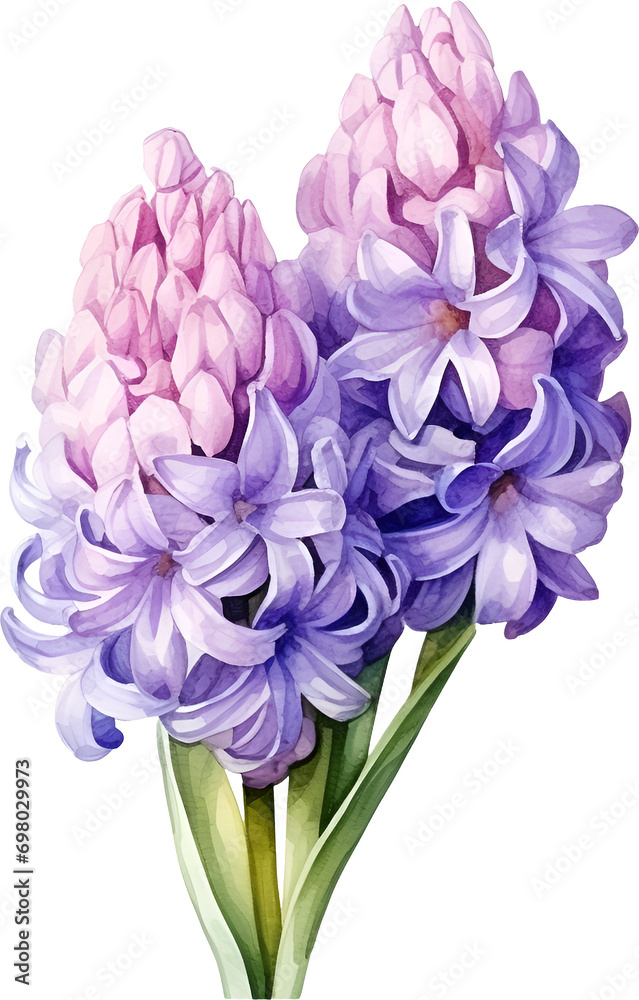 Hyacinth Flower  Watercolor Clipart 