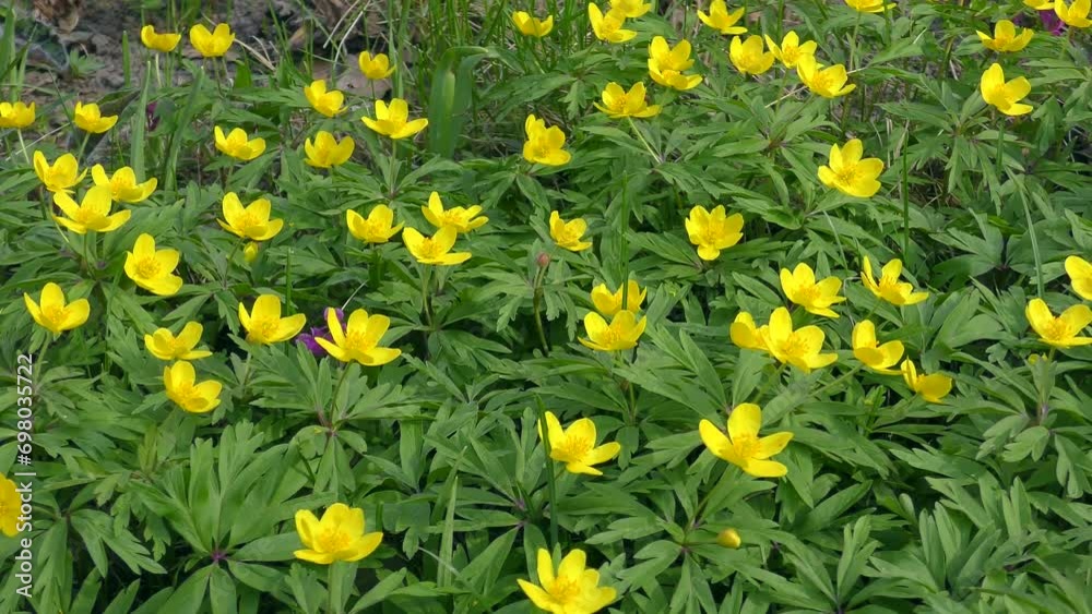 Large numbers of Yellow anemone or Buttercup anemone (Anemone ranunculoides) in the spring forest. Large numbers of Yellow anemone or Buttercup anemone (Anemone ranunculoides) in the spring forest.