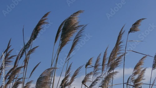 A racemes with mature seeds of Common reed (Phragmites australis) sways with the wind against a blue sky. photo