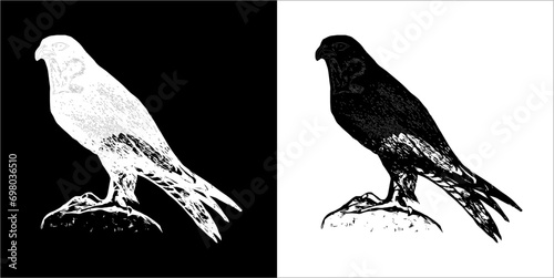 Illustration vector graphics of bird icon