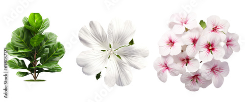 Clean White Flower Blossom on Isolated Studio Background