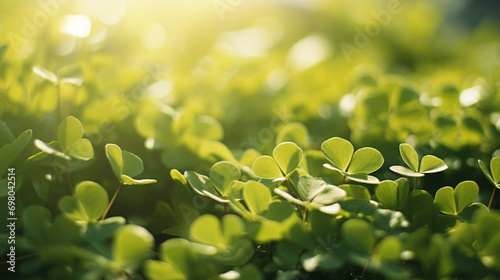 Lucky clover leaves for St. Patrick's Day. Banner with Irish clover leaves