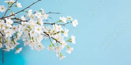 White cherry, apple blossom on tree branch. Blue sky background, blurred clouds. Card for spring, celebration of new season.