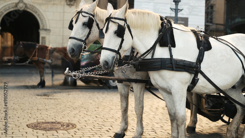 White Horses In An Old City Center In Europe Provide Entertainment For Tourists