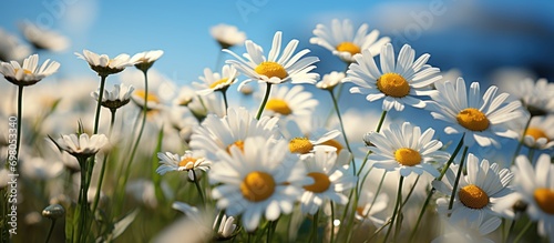 Summer meadow flower landscape. Daisy flower meadow