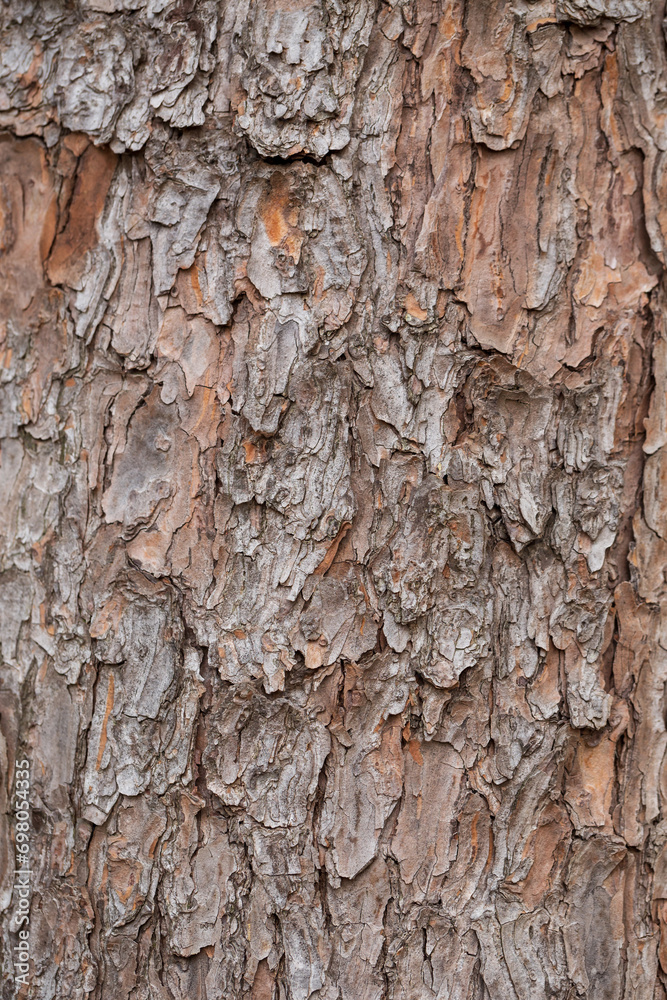 tree bark texture for background, shallow depth of field tree bark texture for background, shallow depth of field