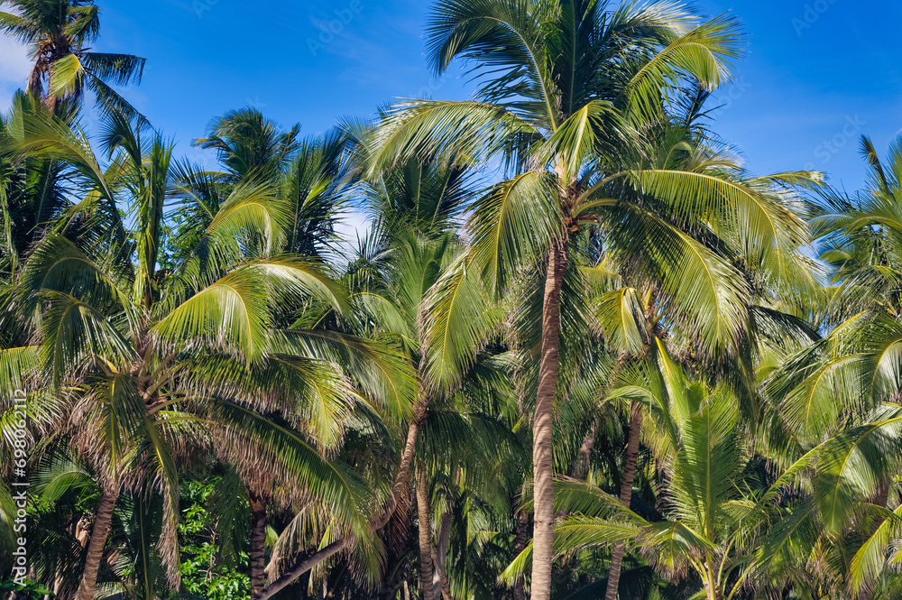 Palm trees against clear blue sky during summer day.
