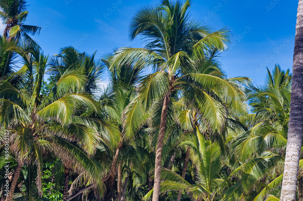 Palm trees against clear blue sky during summer day.