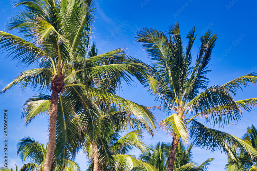 Fototapeta premium Palm trees against clear blue sky during summer day.