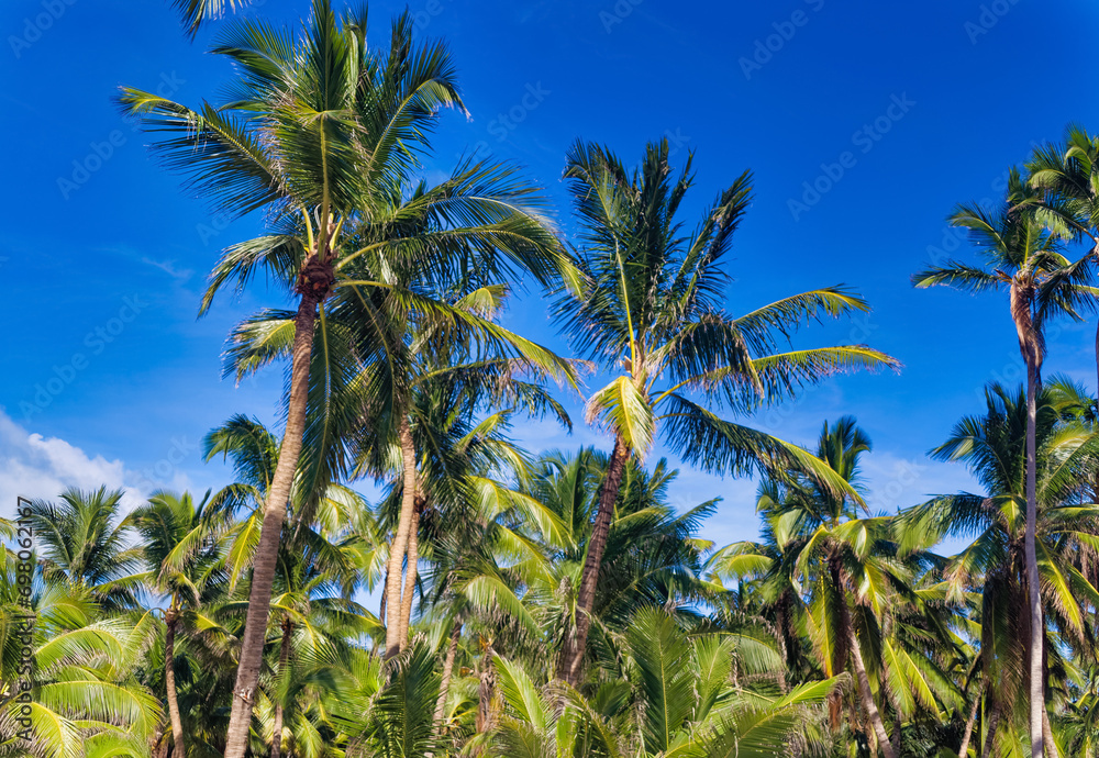 Palm trees against clear blue sky during summer day.