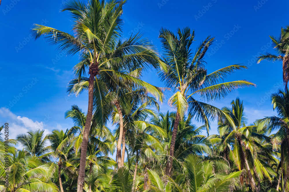 Palm trees against clear blue sky during summer day.