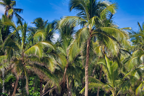 Obraz na płótnie Palm trees against clear blue sky during summer day. w salonie