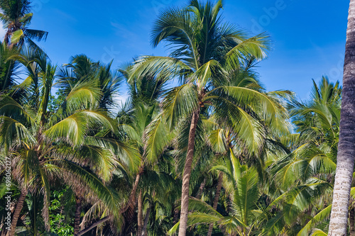 Obraz na płótnie Palm trees against clear blue sky during summer day. w salonie
