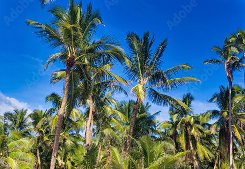 Obraz na płótnie Palm trees against clear blue sky during summer day. w salonie