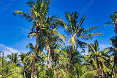 Obraz na płótnie Palm trees against clear blue sky during summer day. w salonie