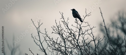 A stunning bird perches atop a branchless tree's highest point.