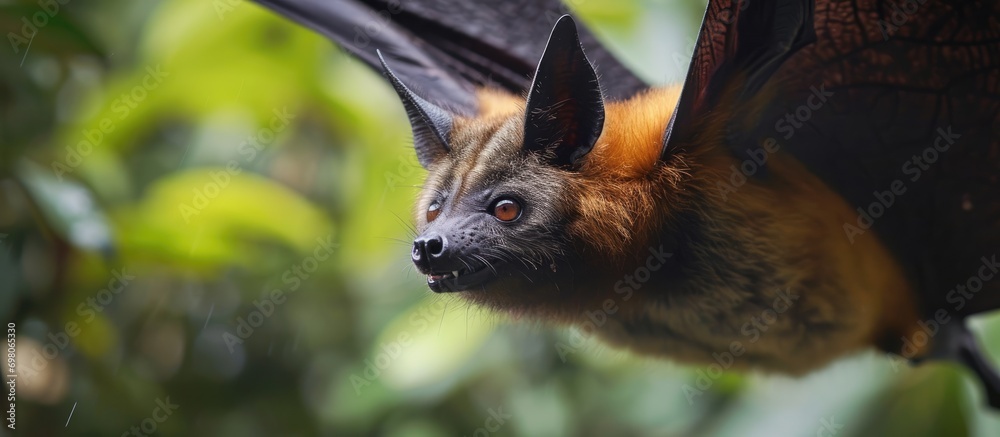 The Sulawesi flying fox, Acerodon celebensis.