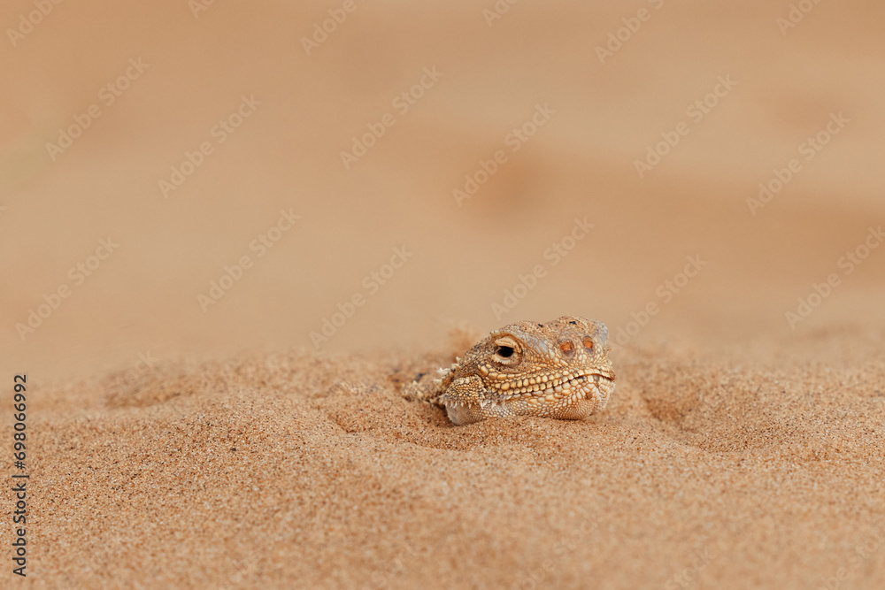 Toad-headed agama Phrynocephalus mystaceus, burrows into the sand in its natural environment. A living dragon of the desert Close up. incredible desert lizard