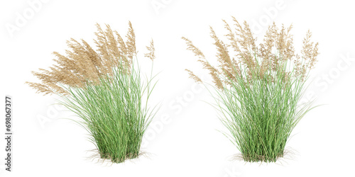  isolated calamagrostis canadensis or reed on white background photo
