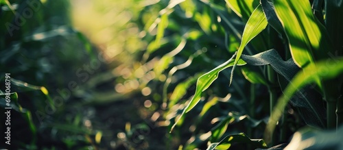 Corn growing in a field