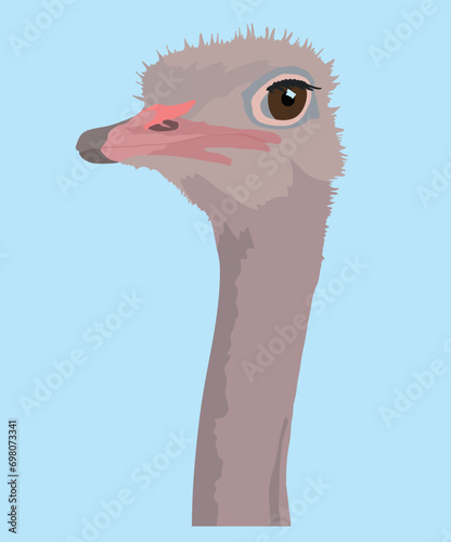 Ostrich Birds Ostriches Head View