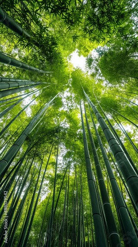 green Bamboo forest wallpaper