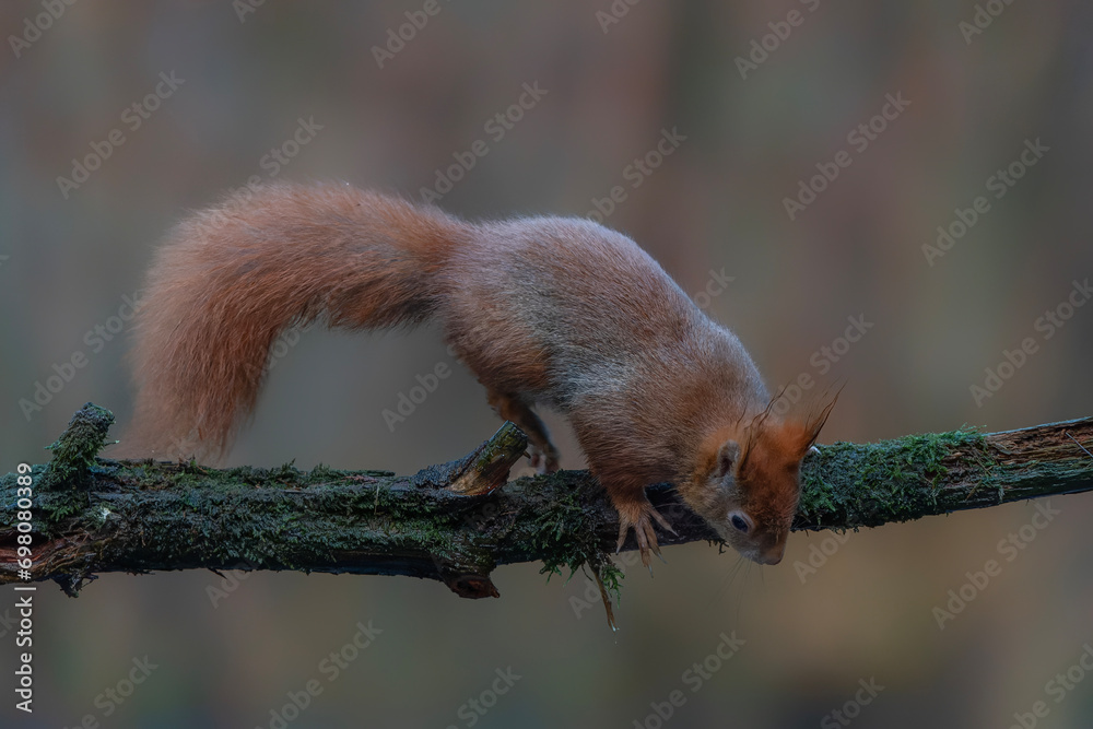Eurasian red squirrel (Sciurus vulgaris) on a branch. Noord Brabant in the Netherlands.                                                 