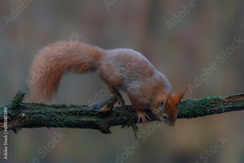 Eurasian red squirrel (Sciurus vulgaris) on a branch. Noord Brabant in the Netherlands.                                                  © Albert Beukhof