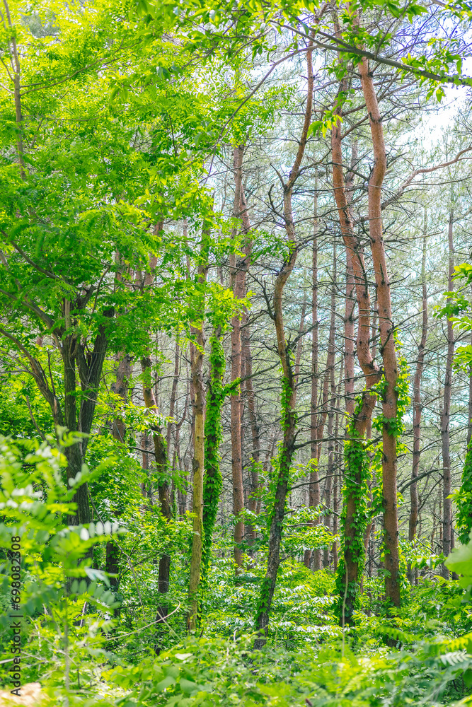 Fototapeta premium a green, cool forest in midsummer
